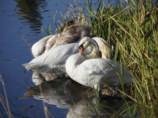 Mute Swans in Pond, Sunny Day