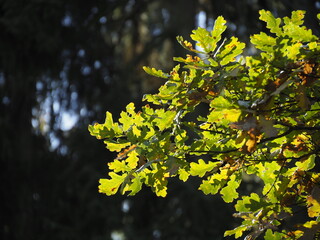 Oak Tree Leaves in Autumn, Sunny Day