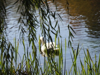 Serene White Duck Swimming in a Tranquil Pond Surrounded by Lush Green Reeds and Overhanging Branches