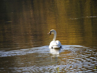 Graceful Swan Swimming in Tranquil Autumn Lake with Golden Reflections