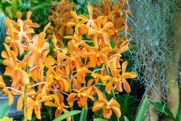 Mokara Orchids flowers - symbolize refinement and beauty, making them a perfect choice for expressing admiration, gratitude, and celebration in floral arrangements.