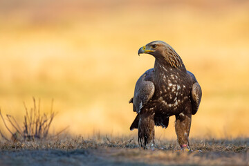 Orzeł przedni, zys (Aquila chrysaetos) © Grzegorz