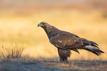 Orzeł przedni, zys (Aquila chrysaetos) © Grzegorz