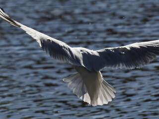 Seagull in Flight Over Rippling Water Surface on a Sunny Day