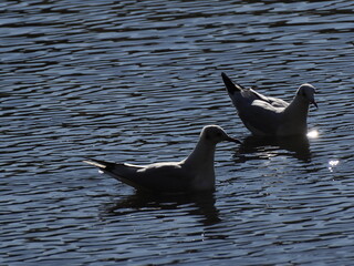 Naklejka premium Two Seagulls Floating on Calm Water with Rippling Reflections in the Evening Light