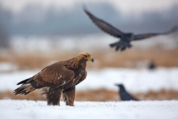 Orzeł przedni, zys (Aquila chrysaetos) © Grzegorz