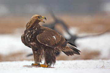 Orzeł przedni, zys (Aquila chrysaetos) © Grzegorz