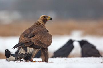 Orzeł przedni, zys (Aquila chrysaetos) © Grzegorz