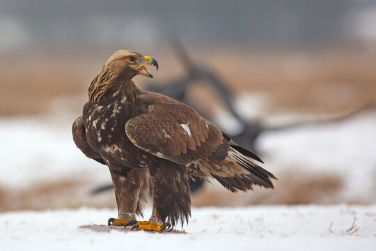 Orzeł przedni, zys (Aquila chrysaetos)