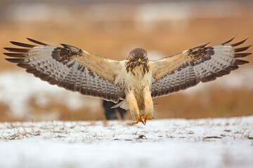Myszołów (Buteo buteo) © Grzegorz