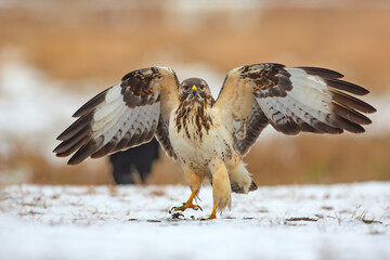 Myszołów (Buteo buteo) © Grzegorz