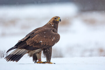 Orzeł przedni, zys (Aquila chrysaetos) © Grzegorz