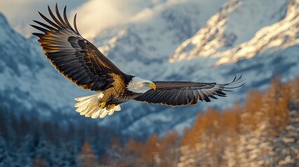 Obraz premium bald eagle in flight against the backdrop of mountains and cloudy sky absolute freedom