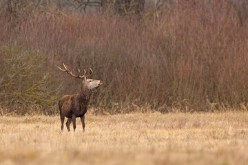 Jeleń szlachetny (Cervus elaphus) © Grzegorz