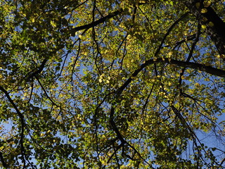 Tree Branches and Leaves Against Blue Sky, Sunny Day