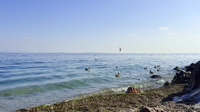 lago di garda con anatre e gabbiani a sirmione in italia