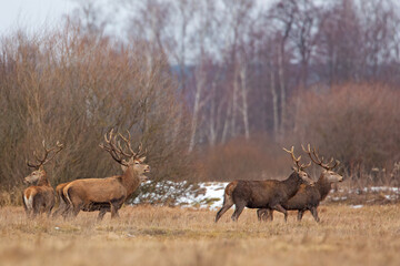 Jeleń szlachetny (Cervus elaphus) © Grzegorz