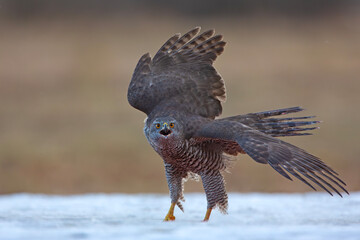 Jastrząb (Accipiter gentilis) © Grzegorz