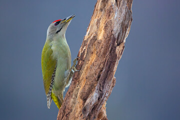 Dzięcioł zielonosiwy (Picus canus) © Grzegorz