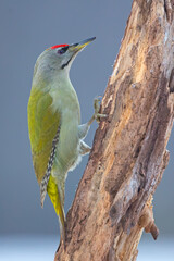 Dzięcioł zielonosiwy (Picus canus) © Grzegorz
