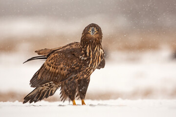 Bielik, orzeł bielik, birkut (Haliaeetus albicilla) © Grzegorz
