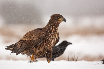 Bielik, orzeł bielik, birkut (Haliaeetus albicilla) © Grzegorz