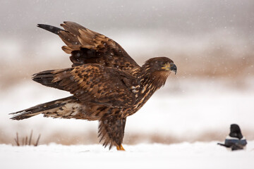 Bielik, orzeł bielik, birkut (Haliaeetus albicilla) © Grzegorz