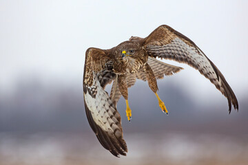 Myszołów (Buteo buteo) © Grzegorz