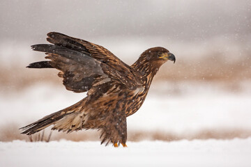 Bielik, orzeł bielik, birkut (Haliaeetus albicilla) © Grzegorz
