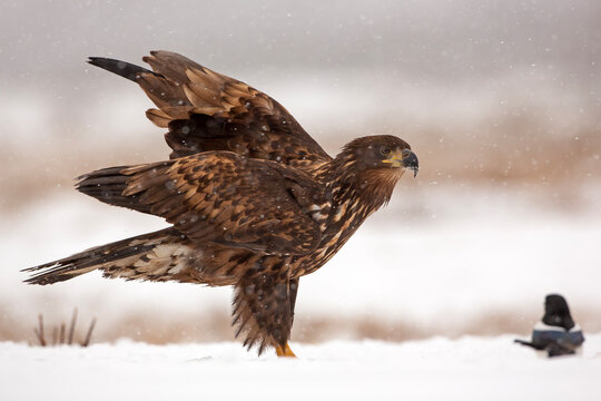 Bielik, orzeł bielik, birkut (Haliaeetus albicilla)