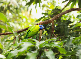Blue-headed parrot  sitting on the branch. Animal world. Bird lover. Birdwatching. Birding. The beautiful parrot in Colombia. Wildlife image.