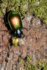 Greater caterpillar hunter, Forest caterpillar hunter, European calosoma beetle (Calosoma sycophanta, Calosoma sycophantha), with caught caterpillar