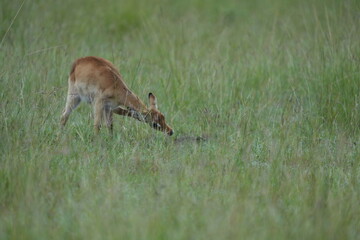 Baby Impala in the Grass – Wildlife Portrait from Queen Elizabeth National Park, Uganda