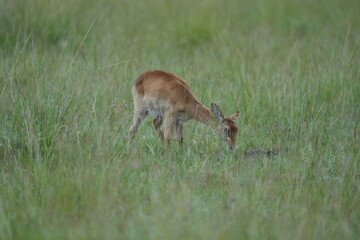 Baby Impala in the Grass – Wildlife Portrait from Queen Elizabeth National Park, Uganda