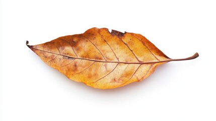 Naklejka premium Detailed Close-Up of a Fallen Dry Leaf on a White Background