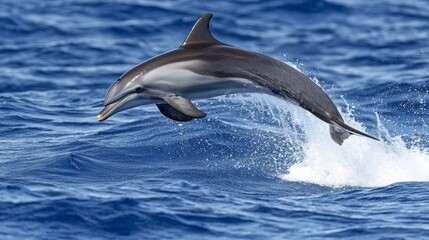 Action photo of a dolphin, sleek gray body, jumping out of water, dynamic framing, ocean wave background, bright midday light, eye-level camera angle, mm f