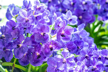 A close-up of a beautiful orchid flower captured in a lush, green tropical garden.