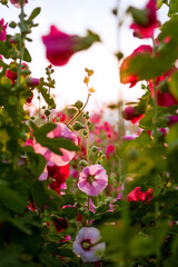 pink flowers in the garden