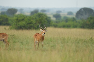 impala antelope in the savannah