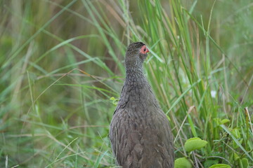 Red-Necked Spurfowl in Tall Grass – Ground Bird of East Africa