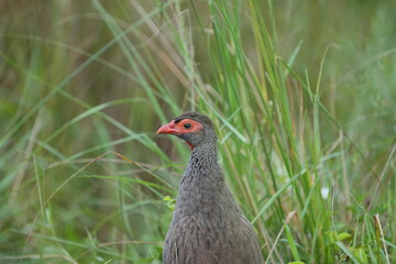 Red-Necked Spurfowl in Tall Grass – Ground Bird of East Africa