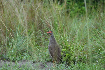 Red-Necked Spurfowl in Tall Grass – Ground Bird of East Africa