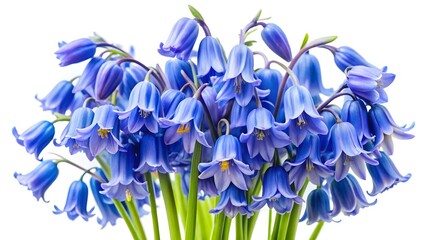 Bluebell Bouquet