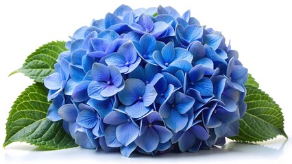 Obraz premium Blue Hydrangea Bloom