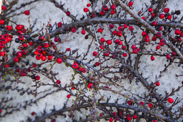 red berries on a branch. red berries.