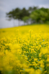 field of yellow flowers