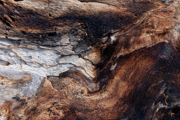Wood texture with abstract pattern,Close up intricate textured of driftwood with grain and weathering,Top view surface texture of dry wood on a beach