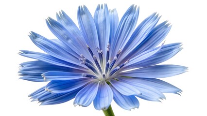 Obraz premium Blue Chicory Flower Close-up