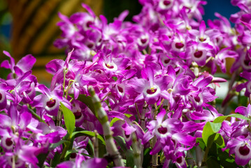 Fototapeta premium A close-up of a beautiful orchid flower captured in a lush, green tropical garden.