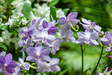 A close-up of a beautiful orchid flower captured in a lush, green tropical garden.